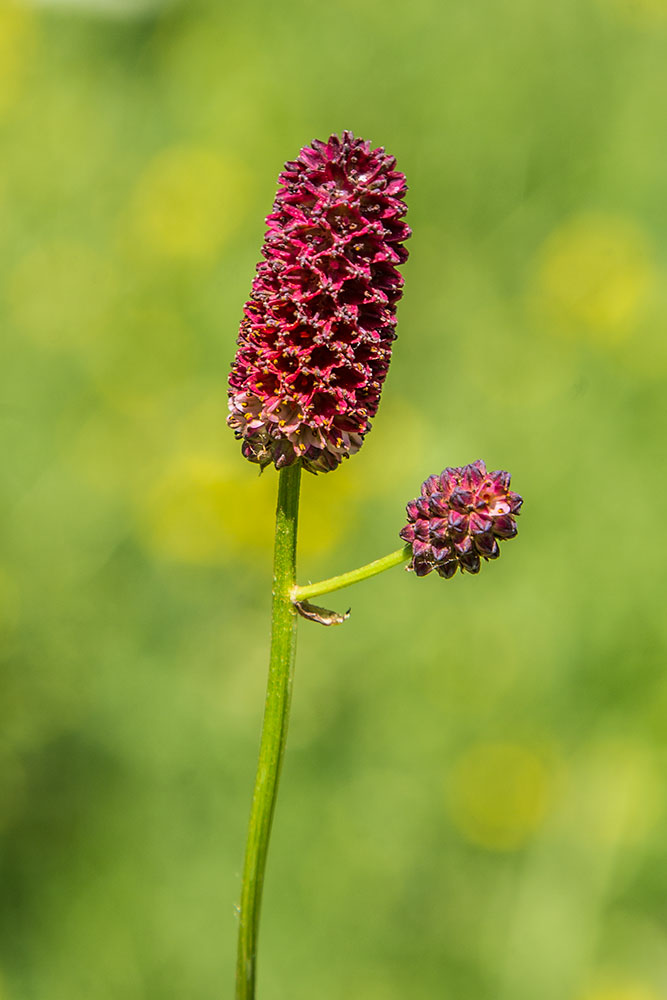 Изображение особи Sanguisorba officinalis.