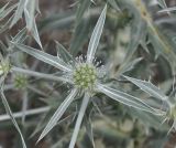 Eryngium creticum