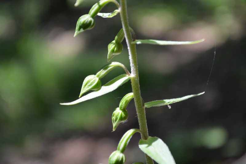 Image of Epipactis papillosa specimen.