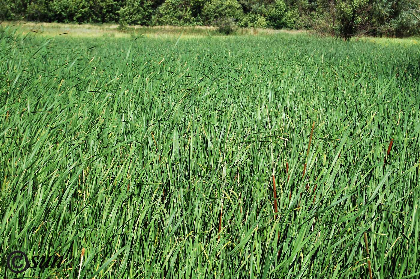 Image of Typha austro-orientalis specimen.