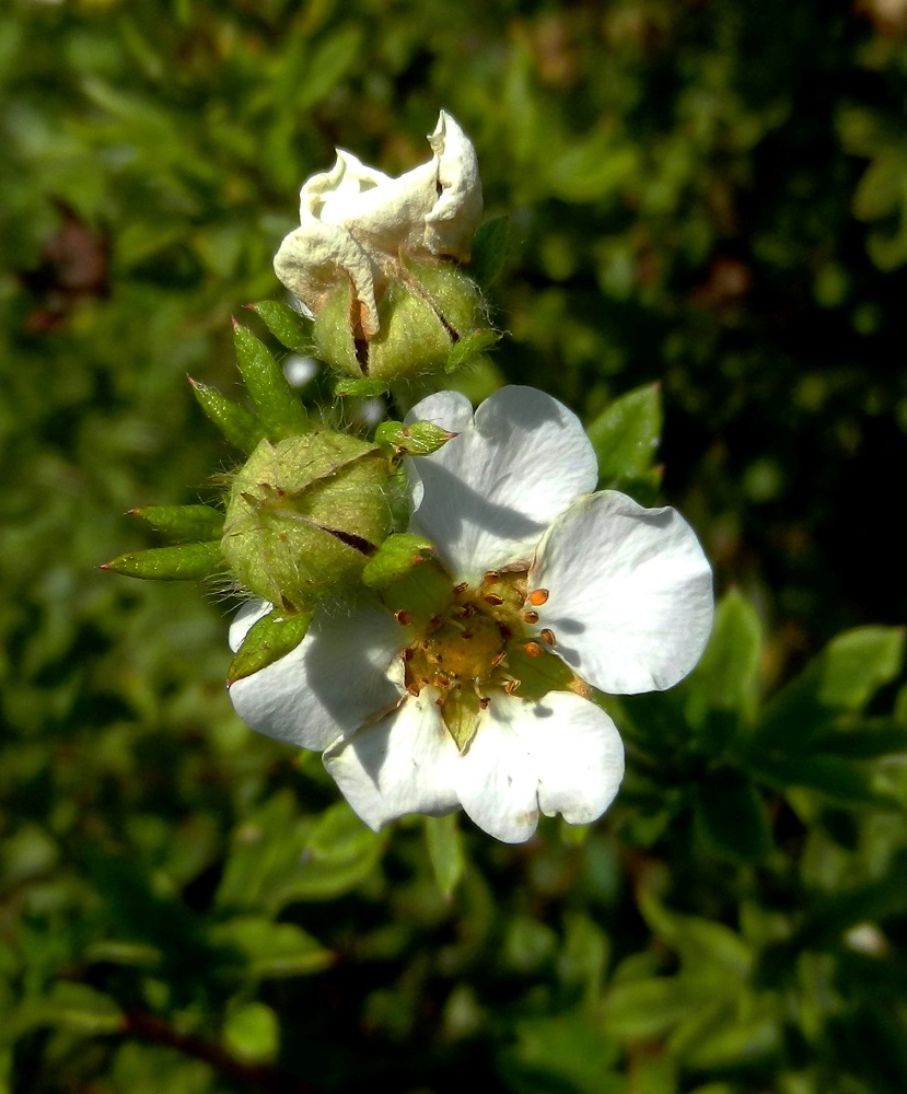 Изображение особи Dasiphora fruticosa.