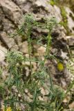 Cirsium vulgare