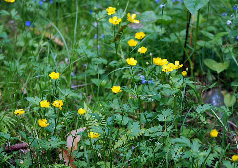 Image of Ranunculus repens specimen.