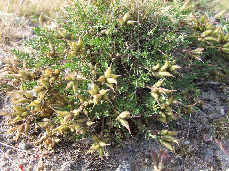 Изображение особи Oxytropis sordida.