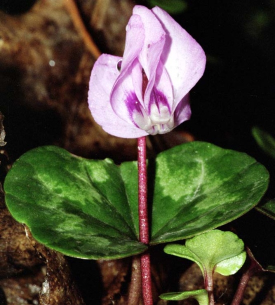 Image of Cyclamen coum specimen.