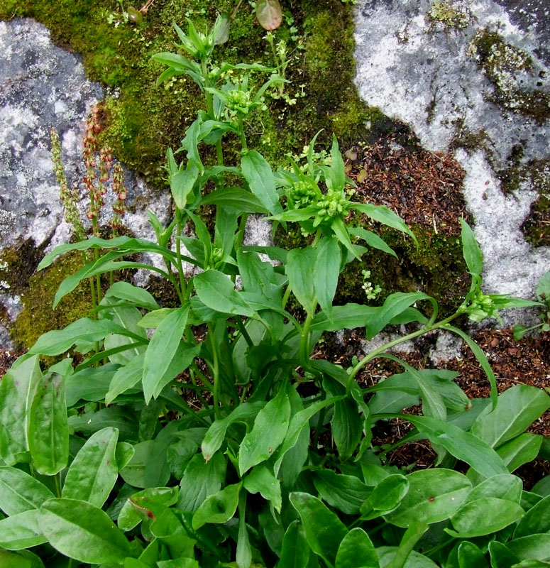 Image of Solidago virgaurea ssp. lapponica specimen.