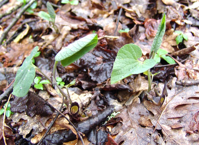 Изображение особи Aristolochia steupii.