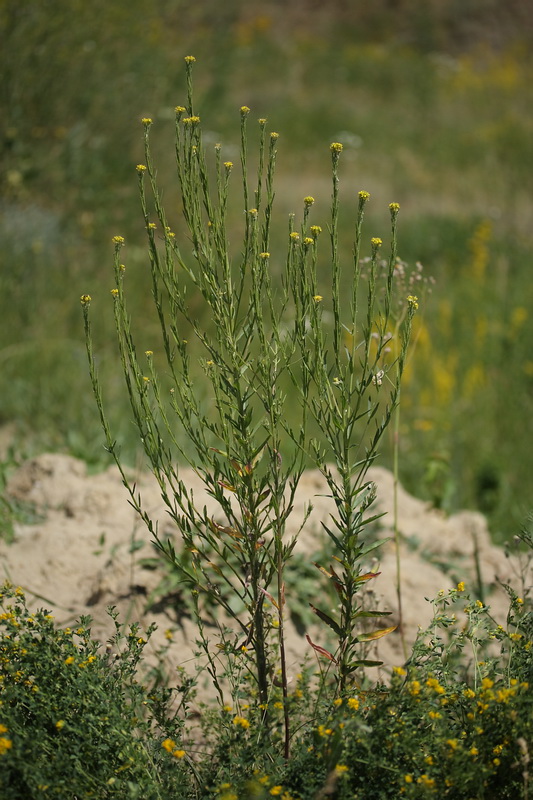 Image of Erysimum hieraciifolium specimen.