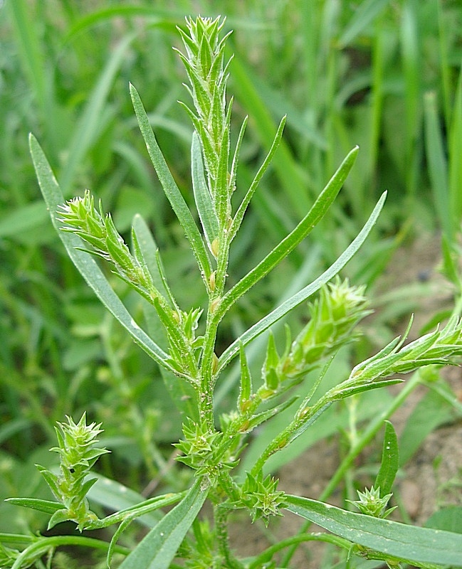 Image of Corispermum sibiricum specimen.