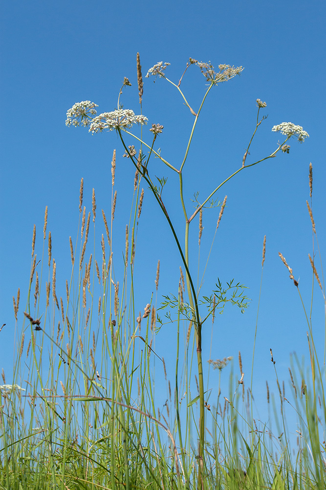 Изображение особи Thyselium palustre.