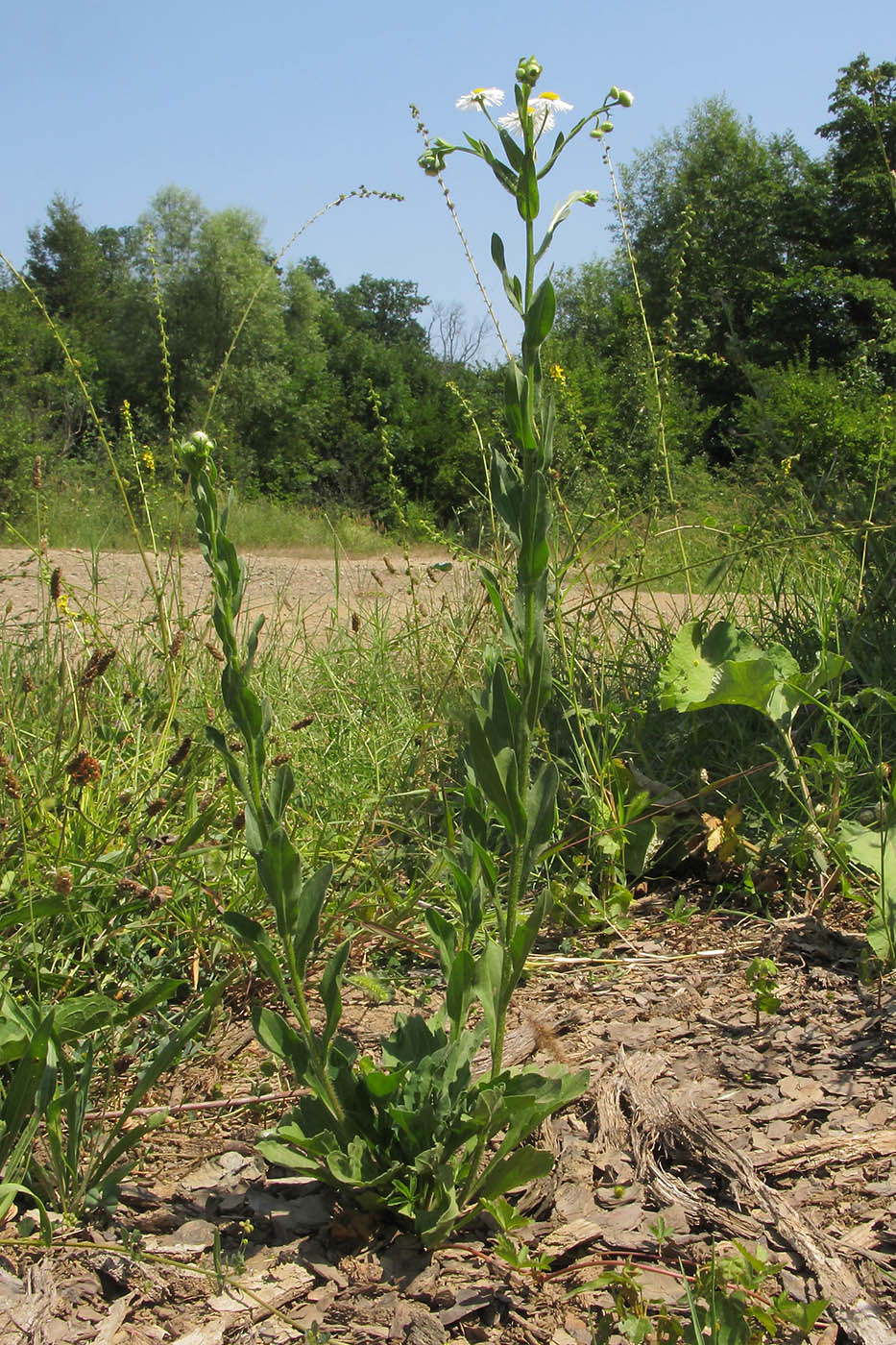 Image of Erigeron annuus specimen.