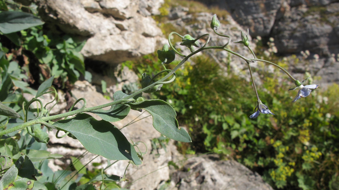 Изображение особи Omphalodes lojkae.