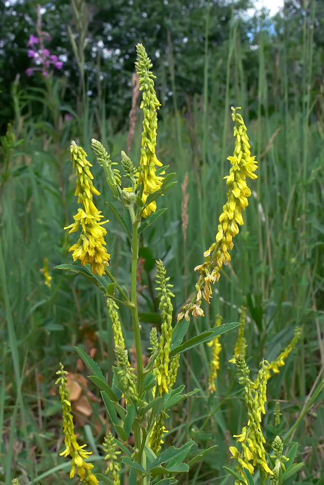 Изображение особи Melilotus officinalis.