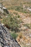 Seseli marginatum. Цветущее растение на скале. Южный Казахстан, горы Алатау (Даубаба), Западное ущелье. 14.07.2014.