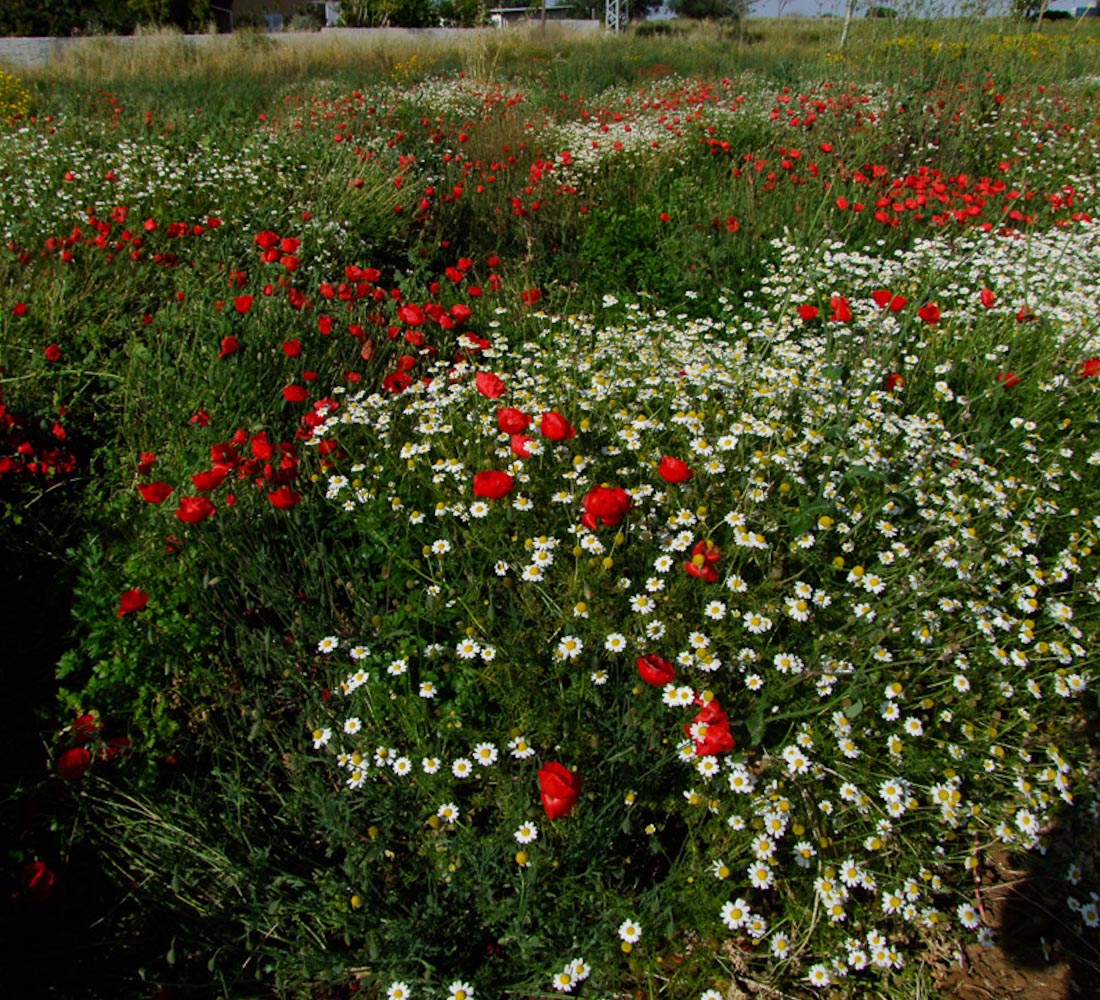 Изображение особи Anthemis pseudocotula.