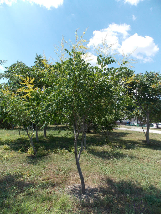 Image of Koelreuteria paniculata specimen.