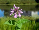 Stachys palustris