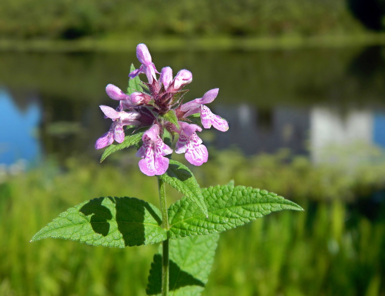 Изображение особи Stachys palustris.