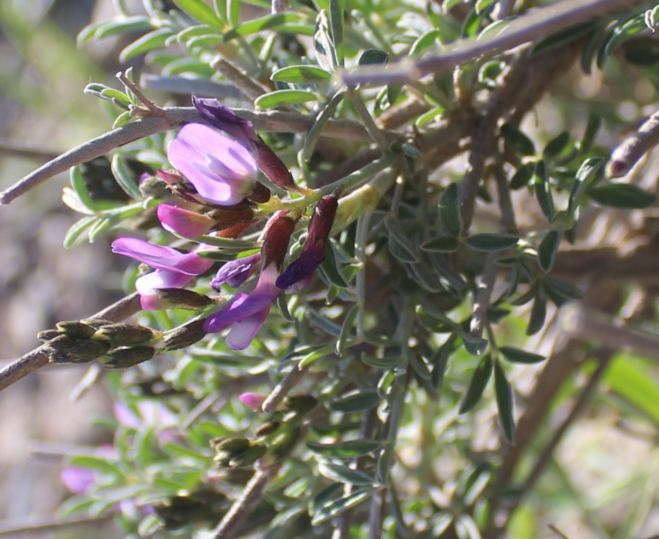 Image of Astragalus squarrosus specimen.