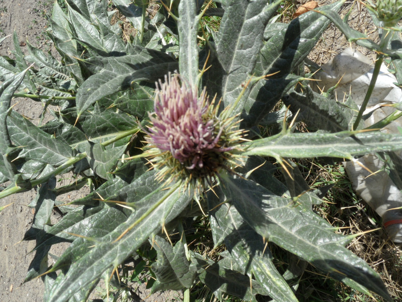 Image of Cirsium tomentosum specimen.