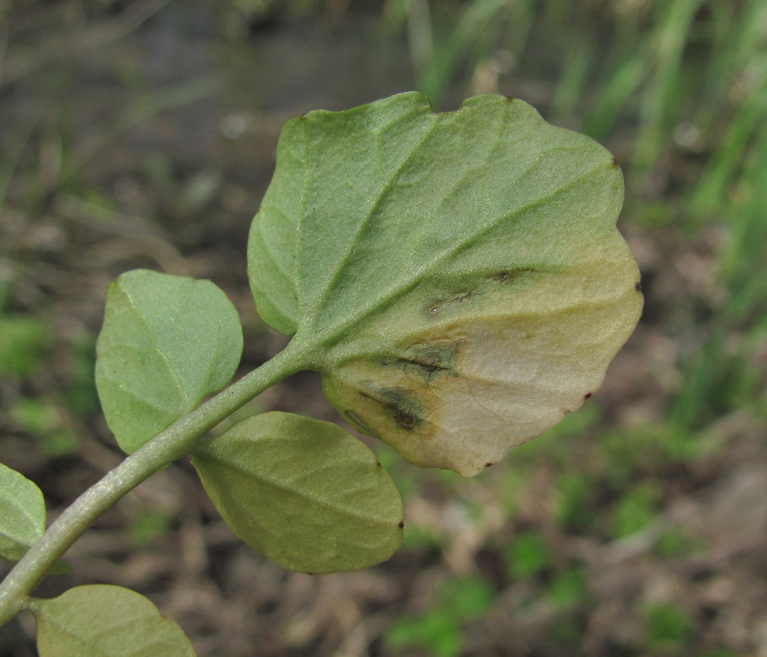 Изображение особи Cardamine tenera.