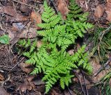 Dryopteris carthusiana. Молодое растение. Московская обл., Раменский р-н, окр. ж.-д. платформы Хрипань, смешанный лес у ЛЭП. 18.05.2016.