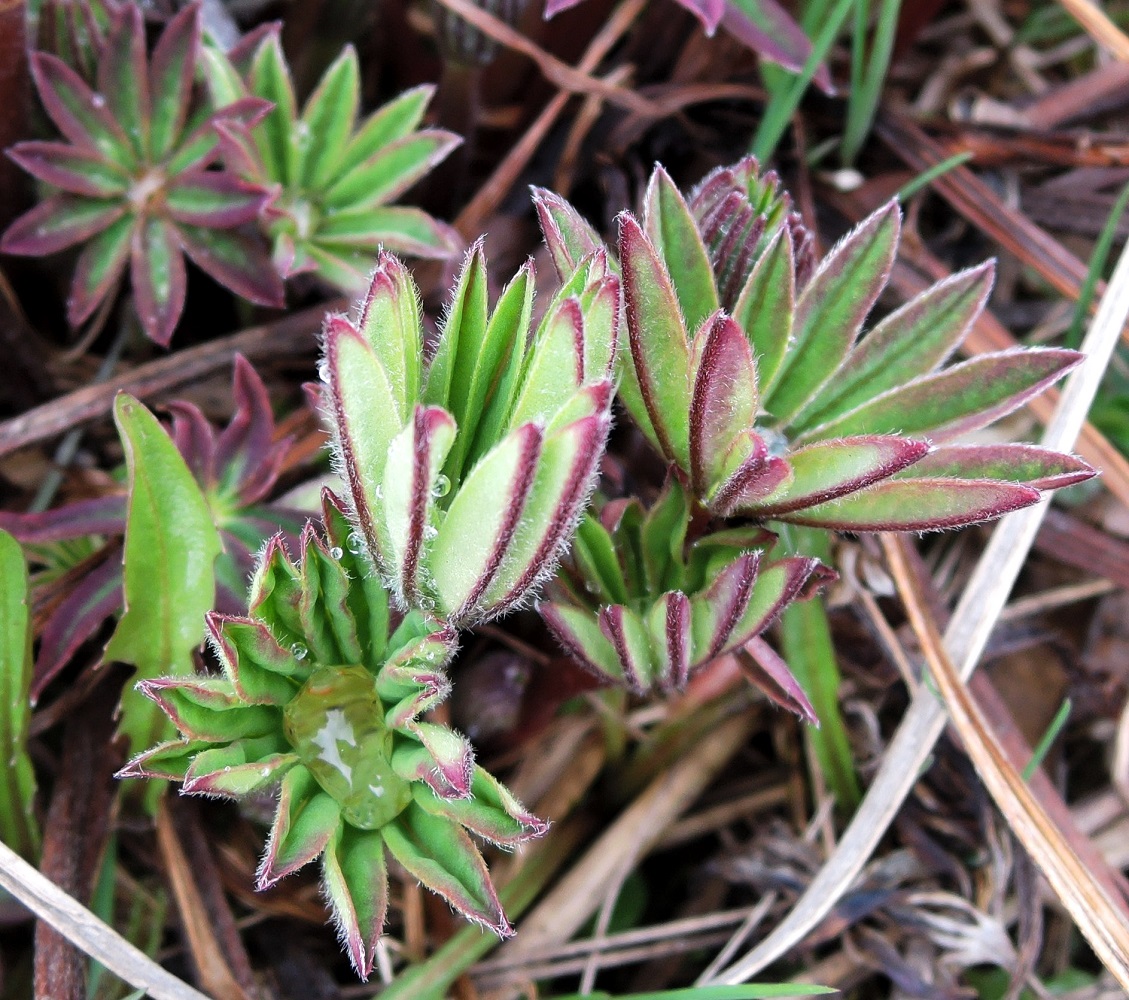 Image of Lupinus polyphyllus specimen.