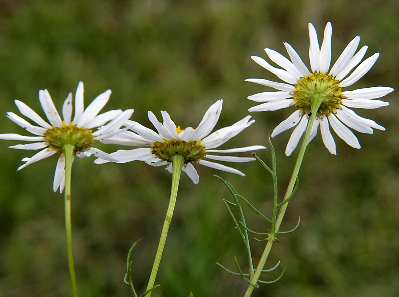 Изображение особи Tripleurospermum inodorum.