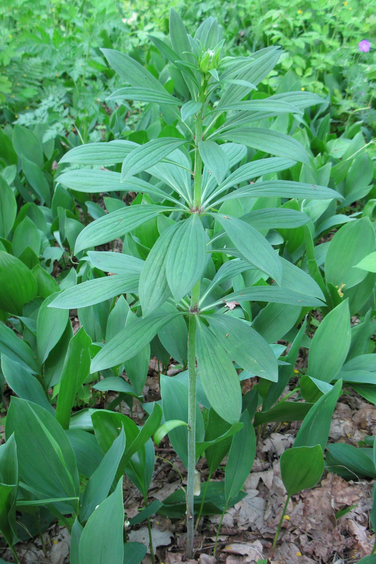 Image of Lilium martagon specimen.