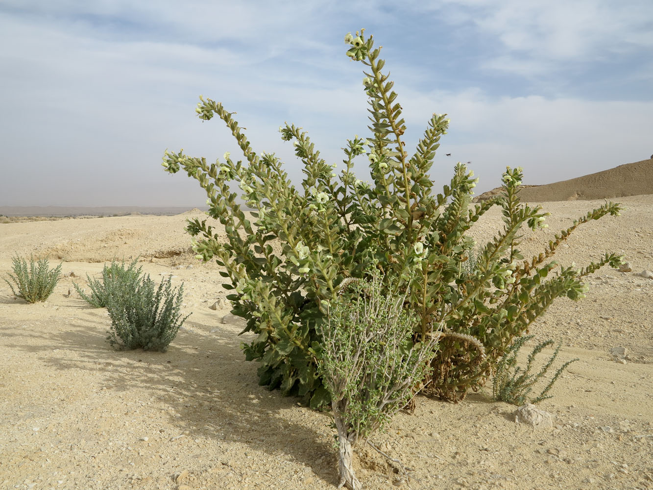 Image of Hyoscyamus desertorum  specimen.