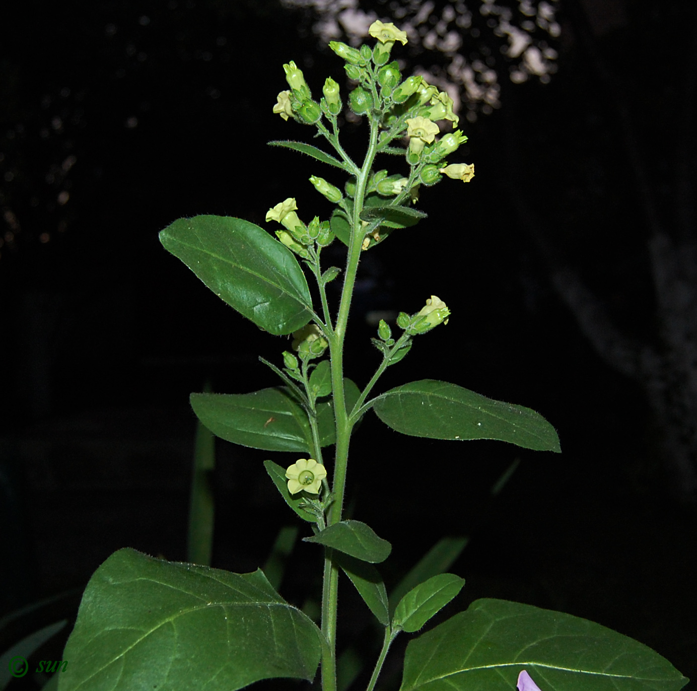 Image of Nicotiana rustica specimen.