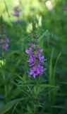 Lythrum salicaria. Верхушка цветущего растения. Пермский край, г. Пермь, Кировский р-н, сырой луг. 25.06.2016.