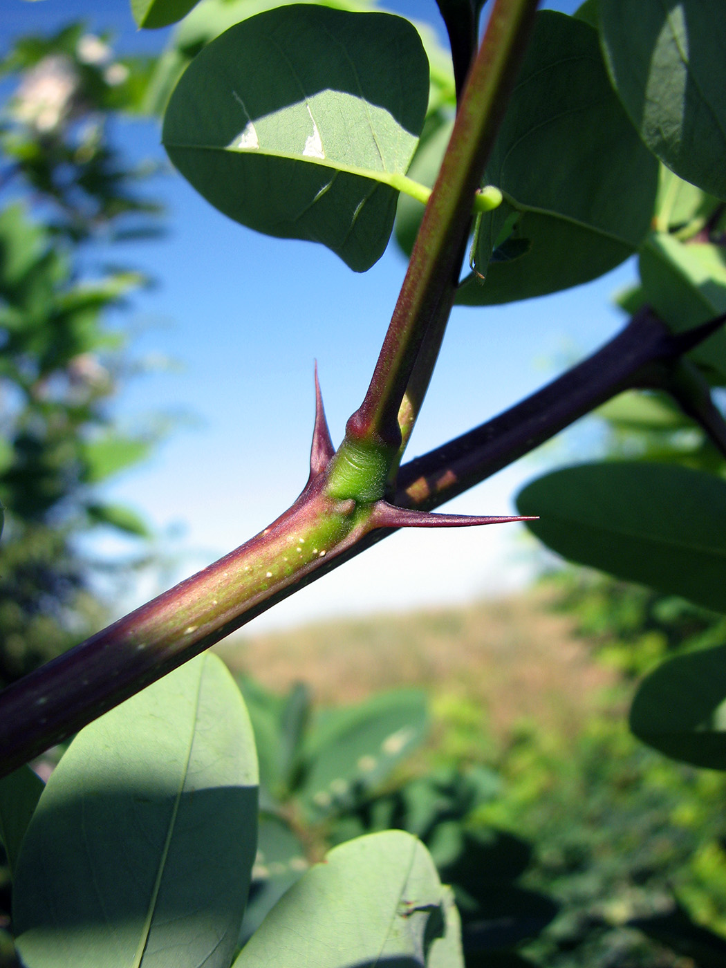 Image of genus Robinia specimen.