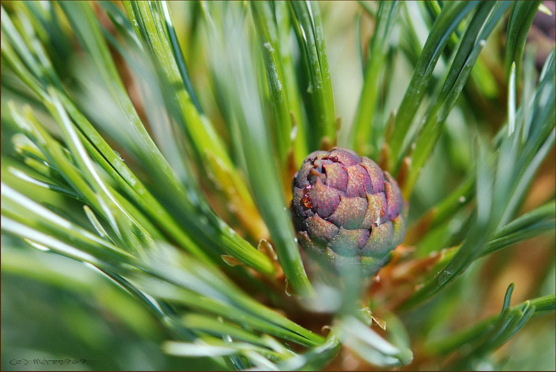 Image of Pinus pumila specimen.