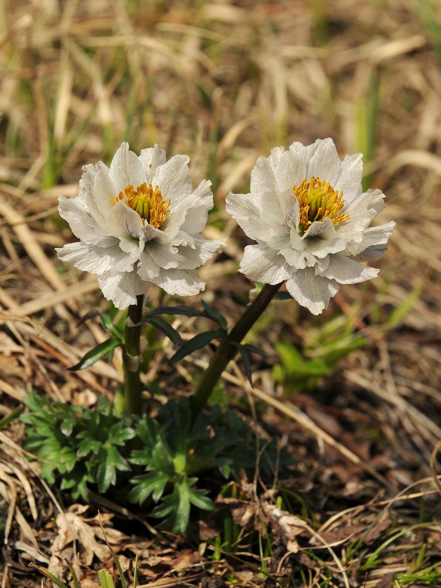 Изображение особи Trollius lilacinus.