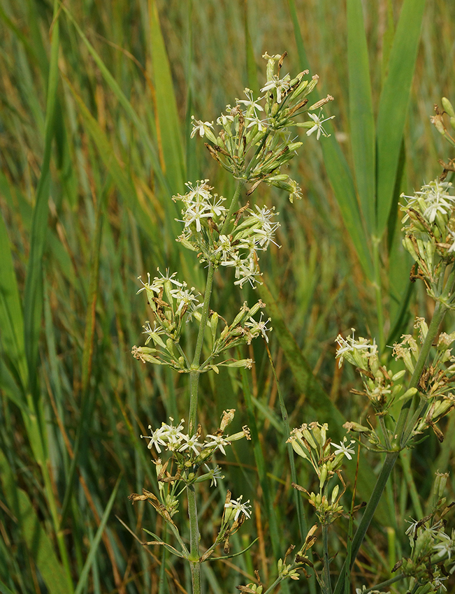 Image of Silene sibirica specimen.