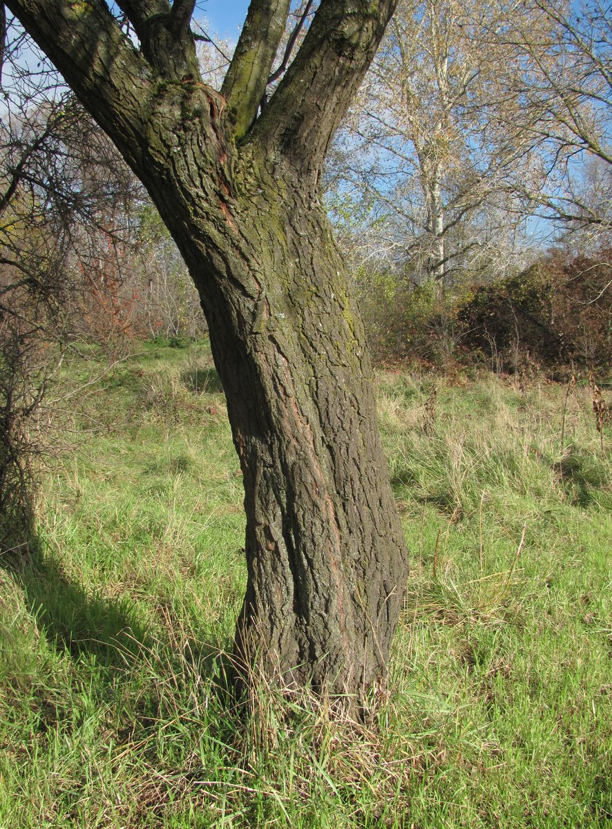 Image of Prunus cerasifera specimen.