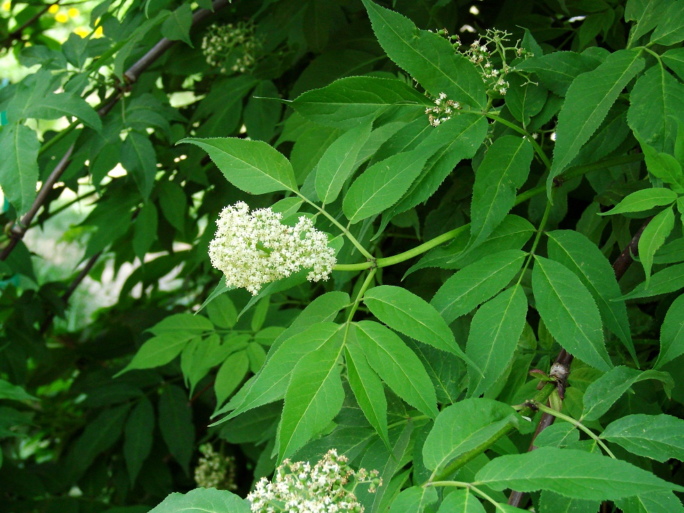 Image of genus Sambucus specimen.