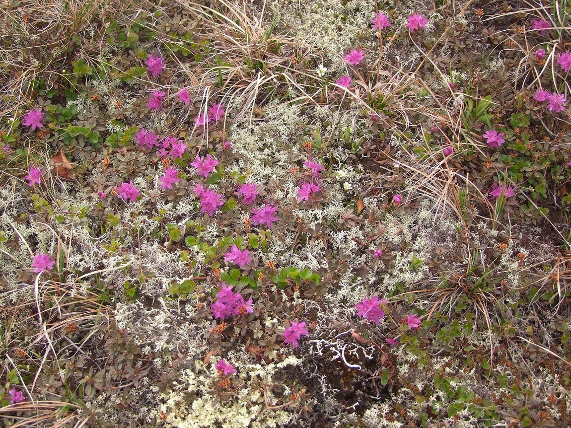 Изображение особи Rhododendron lapponicum.