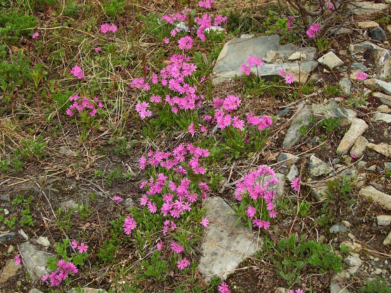 Image of Primula cuneifolia specimen.