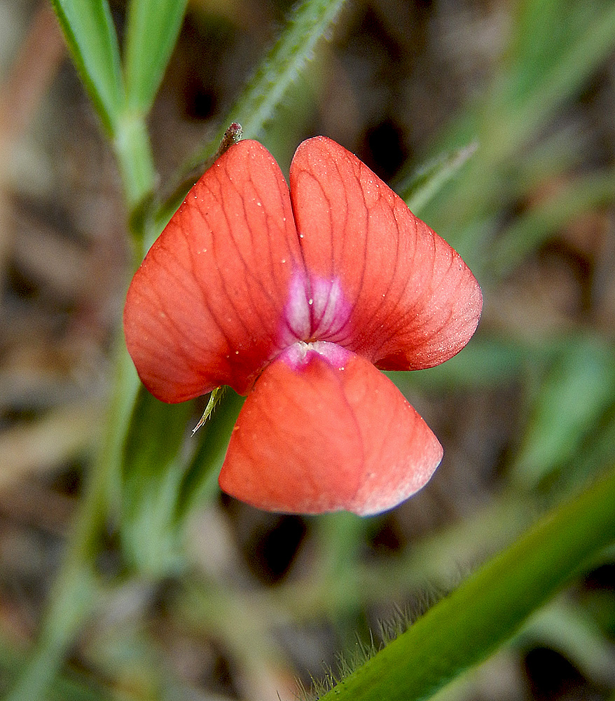 Image of Lathyrus sphaericus specimen.