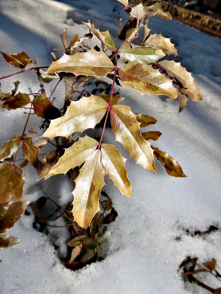 Image of Mahonia aquifolium specimen.