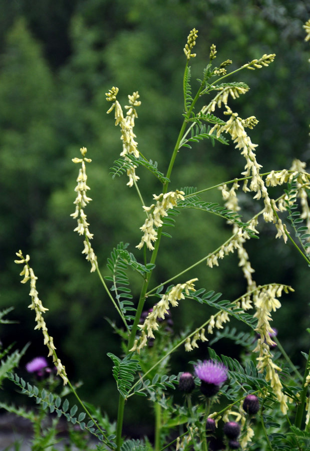 Image of Astragalus galegiformis specimen.