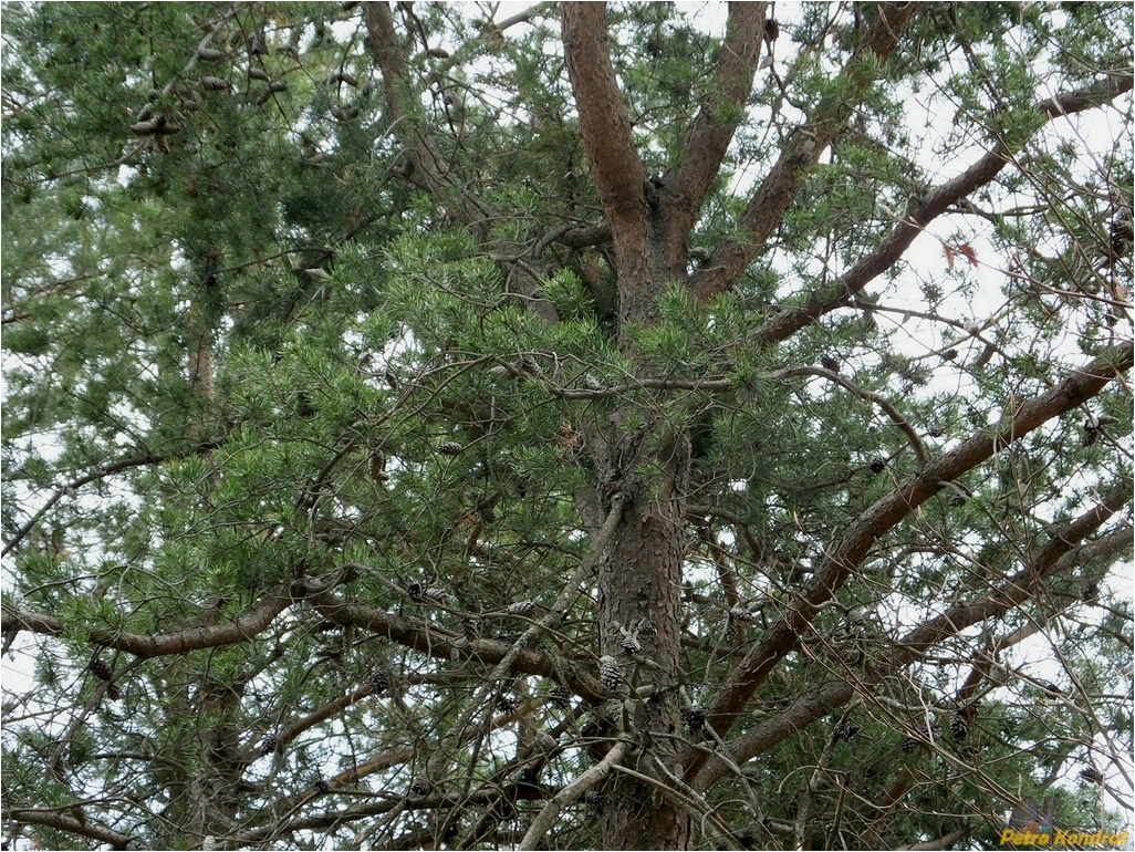 Image of Pinus banksiana specimen.