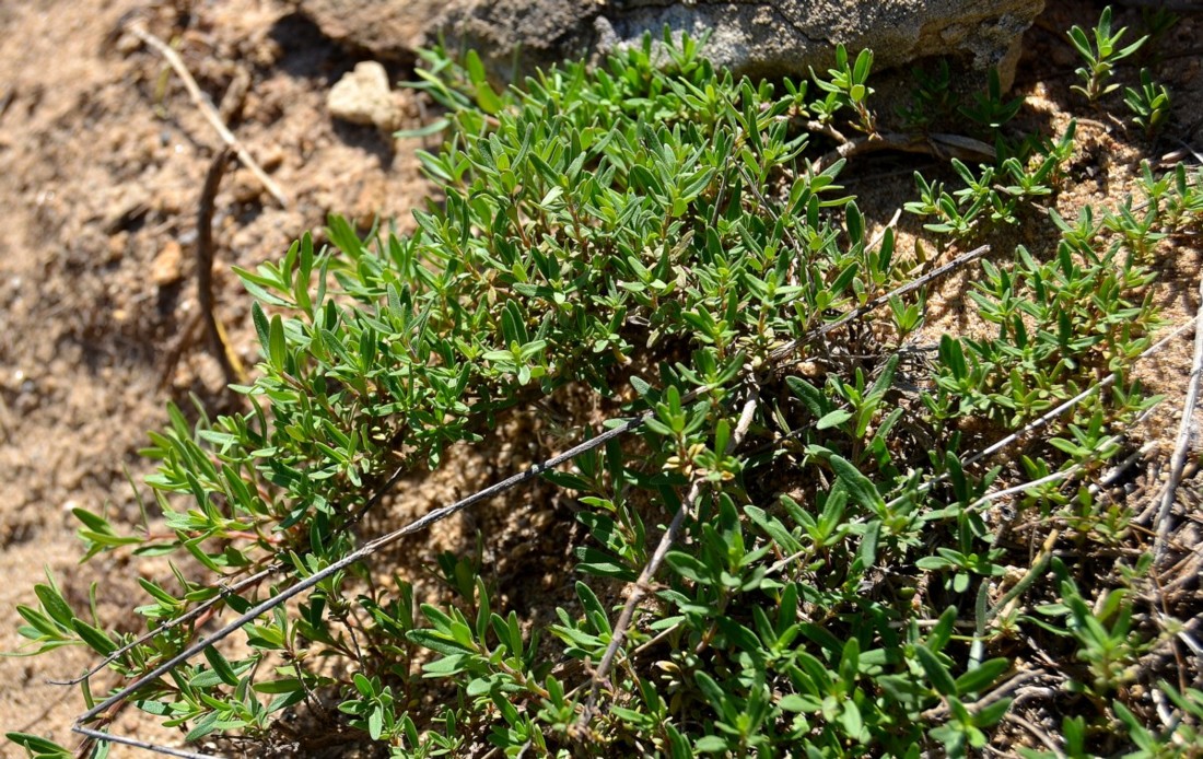Изображение особи Thymus kirgisorum.
