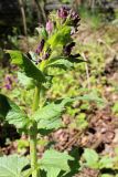 Lunaria annua. Верхушка расцветающего растения. Беларусь, Минский р-н, остановочный пункт Зелёное, обочина дороги между смешанным хвойно-мелколиственным лесом и частным сектором. 14.05.2017.