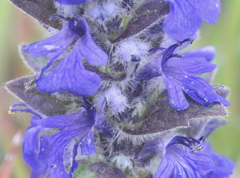 Image of Ajuga genevensis specimen.