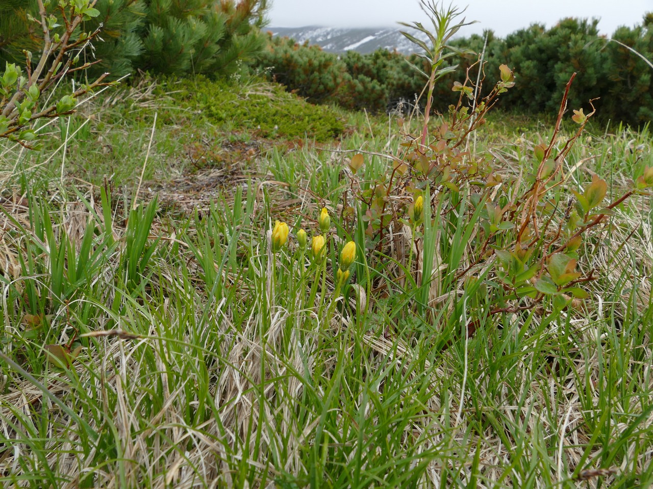 Image of Taraxacum alascanum specimen.