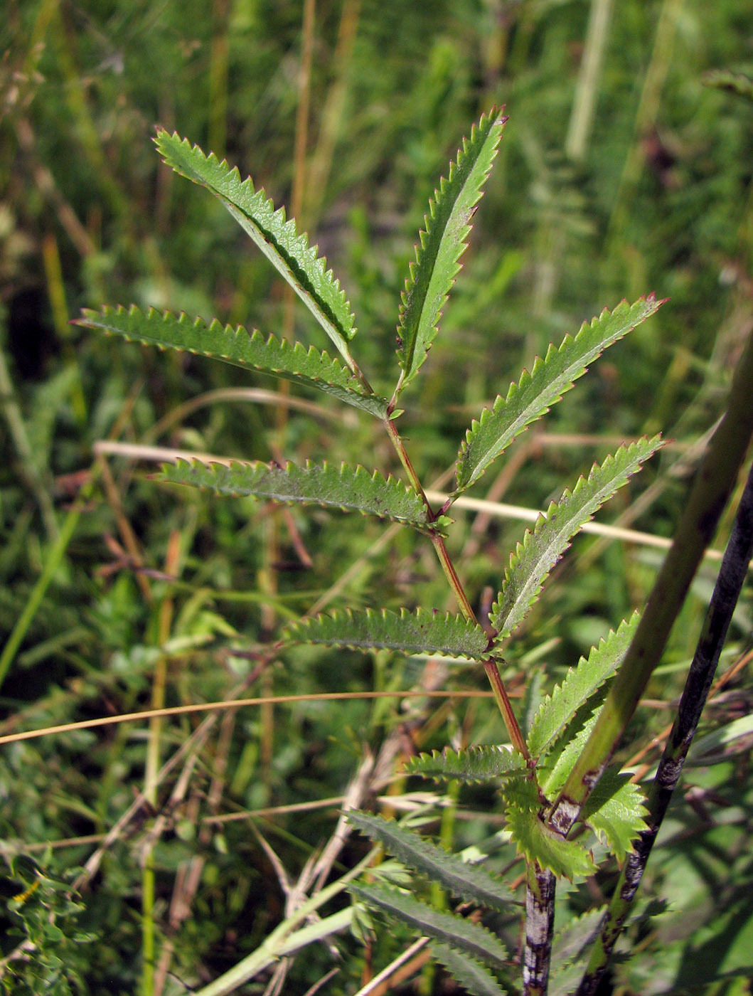 Изображение особи Sanguisorba officinalis.