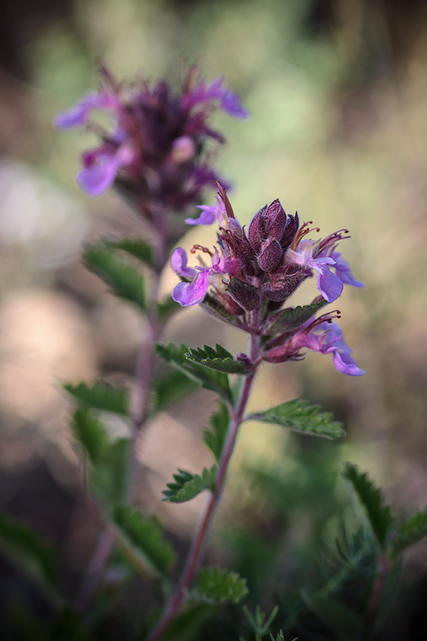 Изображение особи род Teucrium.